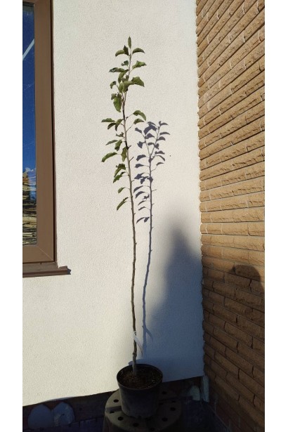 Яблуня домашня Джонаголд Декоста (зимова)  (зимня,пiдщ.ММ-106, вис.2,5-3м.)_5л/вис.150-170см/Ø30-40см/2р 